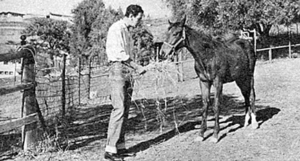 Rod Cameron offers a bit of hay to his colt in 1950. 