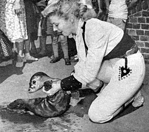 Gail (“Annie Oakley”) Davis visited the London Zoo in 1953 and enjoyed playing 
with a baby seal.